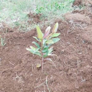 Syzgium guineenses